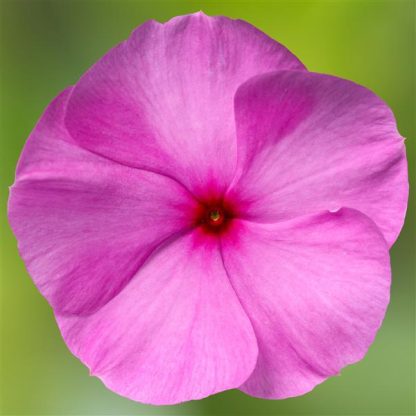 Vinca Cora Cascd XDR Lilac