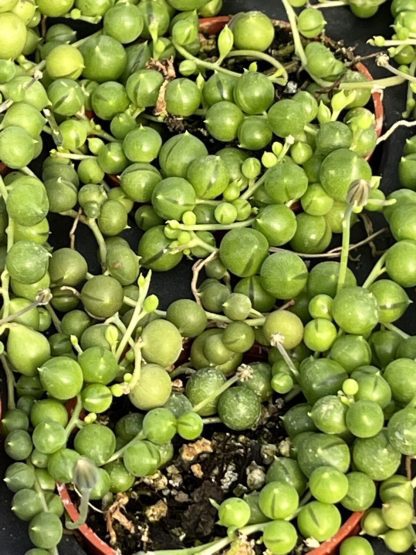 String of pearls, string of beads, string of peas, rosary vine