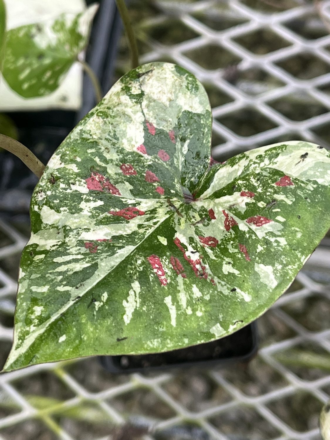 Caladium, Koh Kret City - Image 3