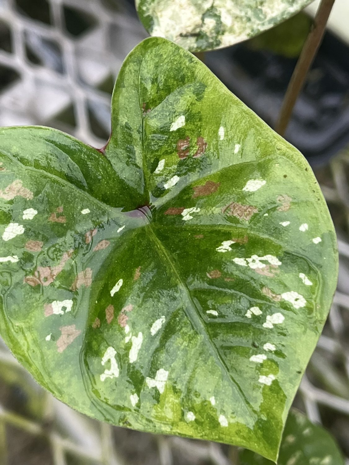 Caladium, Koh Kret City - Image 4
