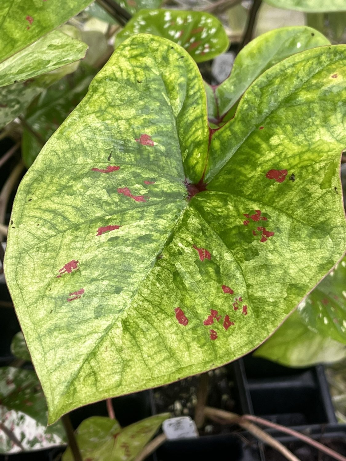 Caladium, Koh Kret City - Image 2