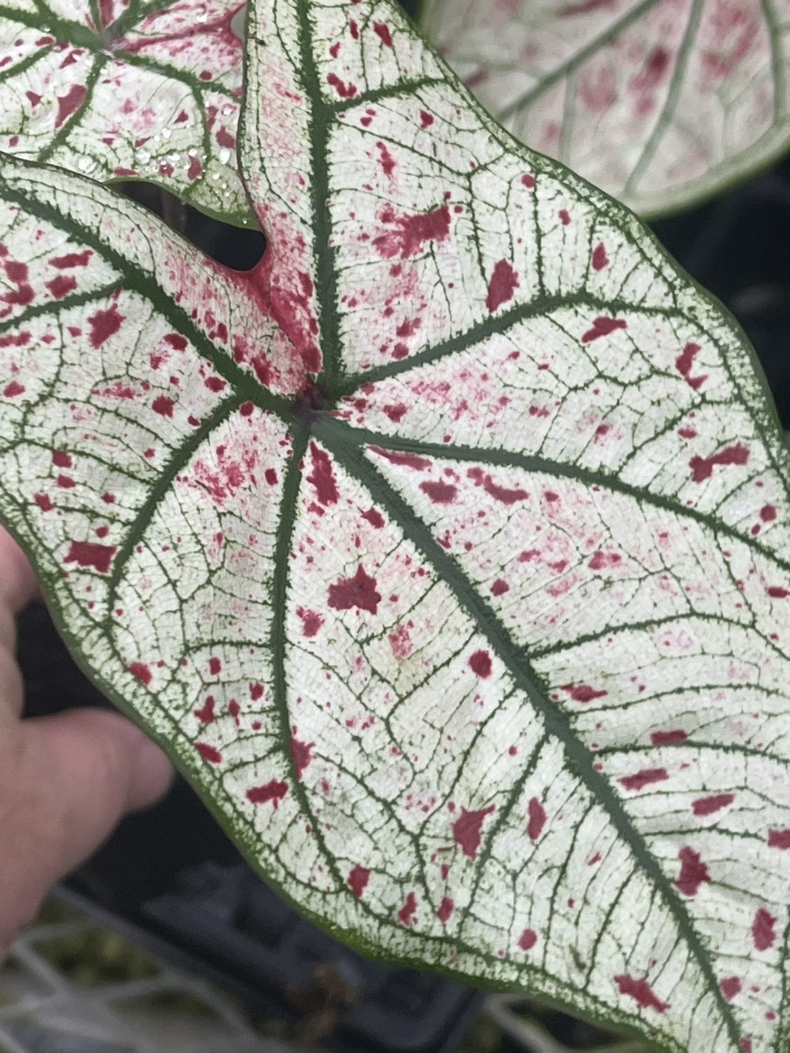 Caladium, Yad Fun - Image 2