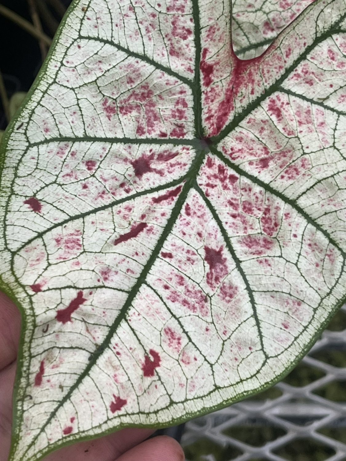 Caladium, Yad Fun - Image 3
