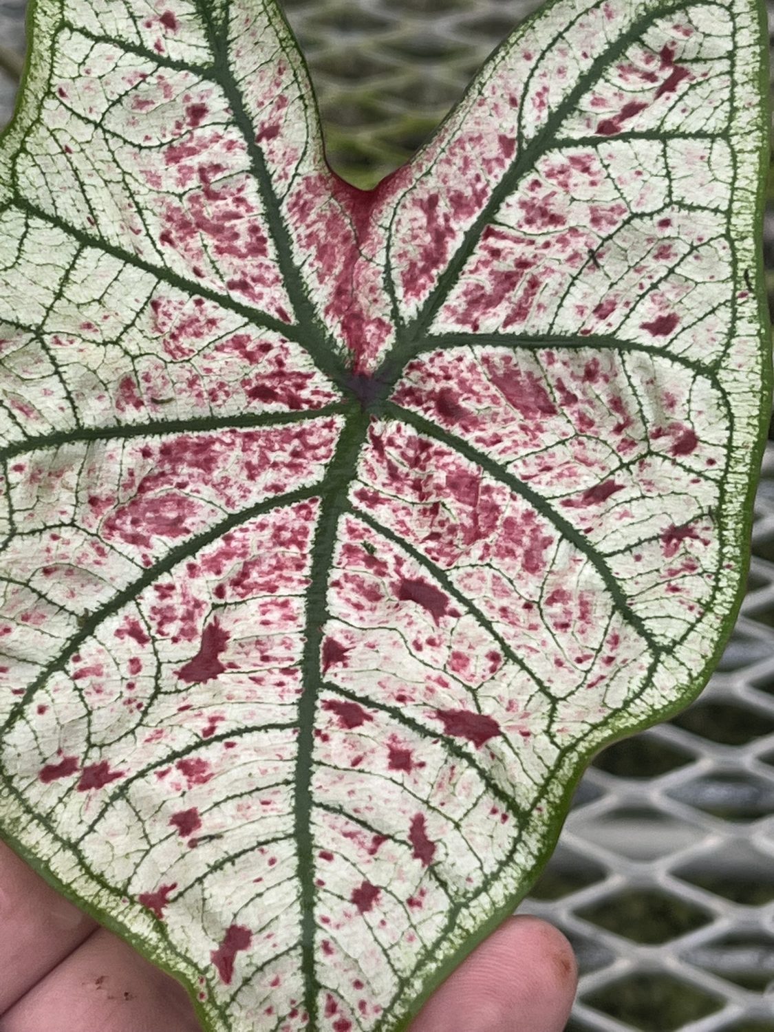 Caladium, Yad Fun - Image 4