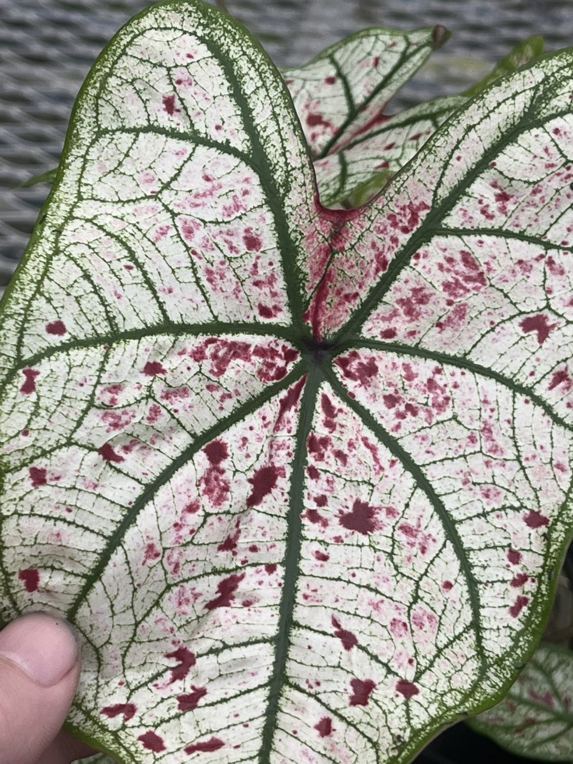 Caladium, Yad Fun - Image 5