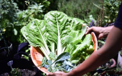 Growing Your Garden American Gardeners