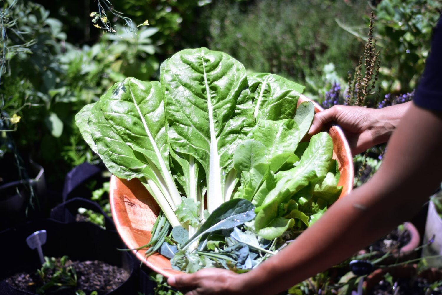 Growing Your Garden American Gardeners