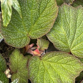Begonia orococo