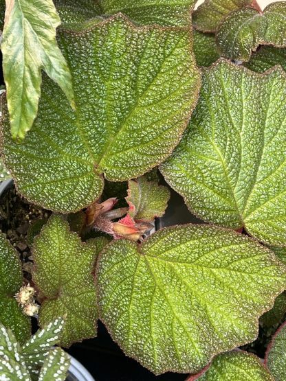 Begonia orococo