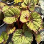 Begonia, Rex, Fireflush