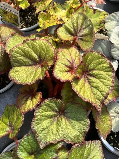 Begonia, Rex, Fireflush