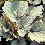Begonia, Rex, Maple Leaf