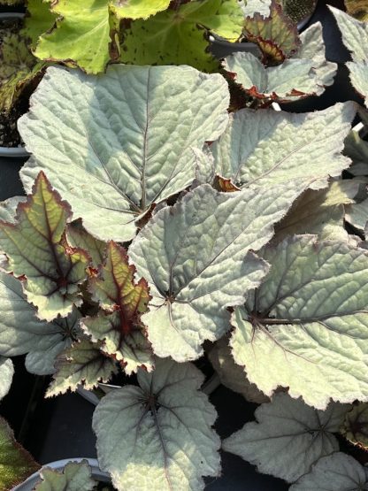 Begonia, Rex, Maple Leaf