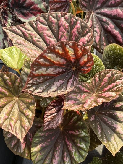 Begonia, Rex, Candy Stripes