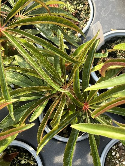 Begonia luxurians