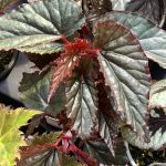 Begonia Lynda Dawn