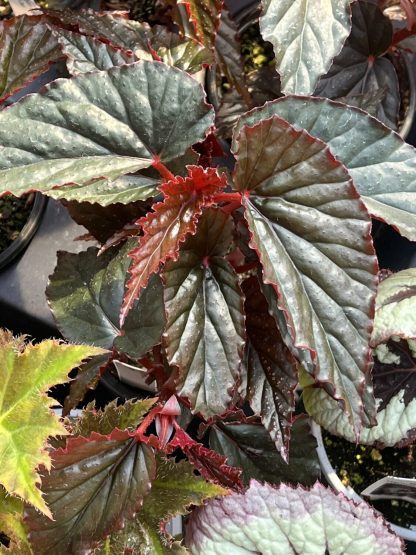 Begonia Lynda Dawn