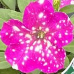Headliner¢â€žÂ¢ Pink Sky Petunia