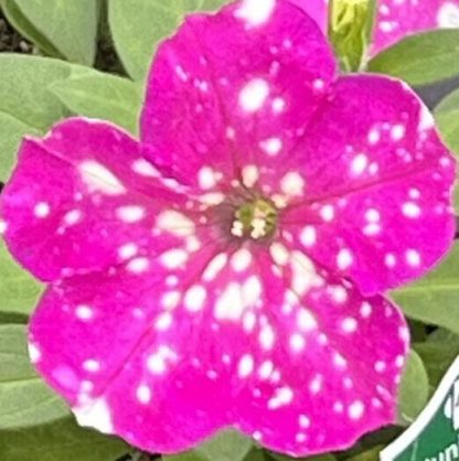 Headliner¢â€žÂ¢ Pink Sky Petunia