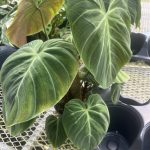 Philodendron, El Choco Red