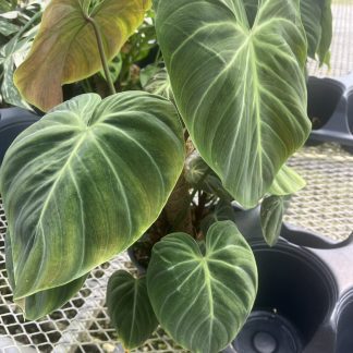 Philodendron, El Choco Red