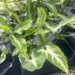 Syngonium wendlandii, Velvet Arrowhead Vine