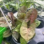 Syngonium podophyllum 'Regina Red'