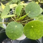 Pilea peperomioides, Chinese Money Plant