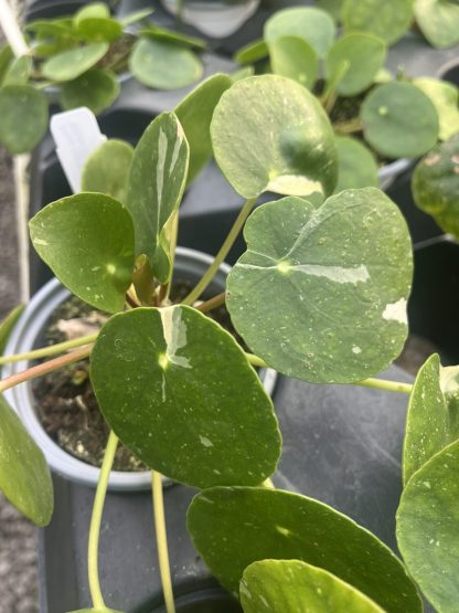 Pilea peperomioides, Variegated Money Plant ¢â‚¬ËœWhite Splash¢â‚¬â„¢