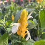 Pachystachys lutea, Shrimp Plant