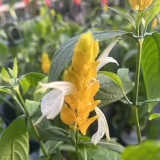 Pachystachys lutea, Shrimp Plant