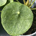 Pilea peperomioides, Variegated Money Plant ¢â‚¬ËœSugar¢â‚¬â„¢
