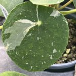 Pilea peperomioides, Variegated Money Plant ¢â‚¬ËœWhite Splash¢â‚¬â„¢