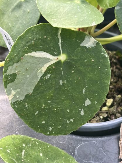 Pilea peperomioides, Variegated Money Plant ¢â‚¬ËœWhite Splash¢â‚¬â„¢