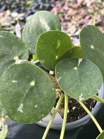 Pilea peperomioides, Variegated Money Plant ¢â‚¬ËœWhite Splash¢â‚¬â„¢