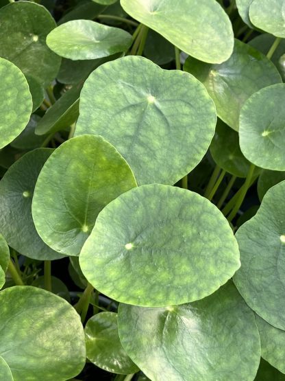 Pilea peperomioides, Chinese Money Plant - Image 3