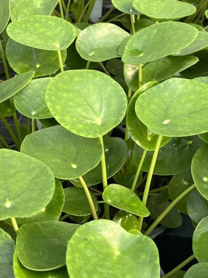 Pilea peperomioides, Chinese Money Plant - Image 5