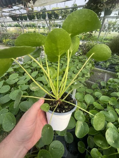 Pilea peperomioides, Chinese Money Plant - Image 8