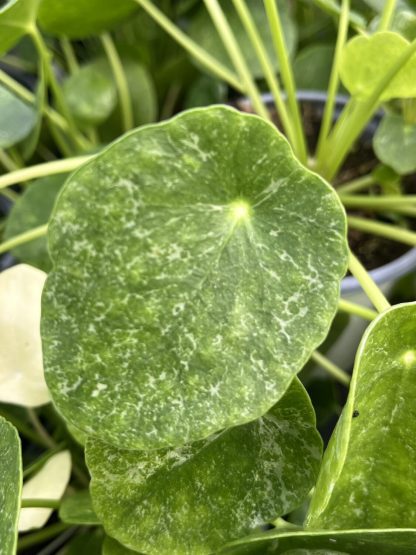 Pilea peperomioides, Variegated Money Plant ¢â‚¬ËœSugar¢â‚¬â„¢ - Image 4
