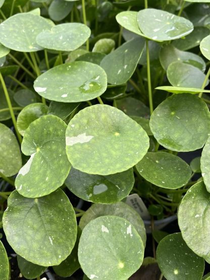 Pilea peperomioides, Variegated Money Plant 'White Splash' - Image 4