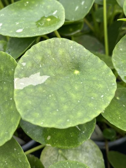 Pilea peperomioides, Variegated Money Plant 'White Splash' - Image 5