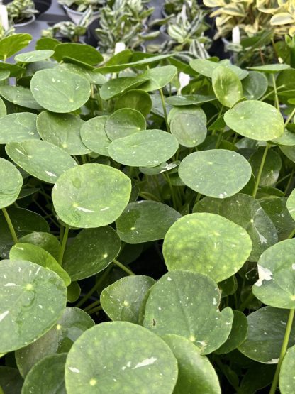 Pilea peperomioides, Variegated Money Plant 'White Splash' - Image 7