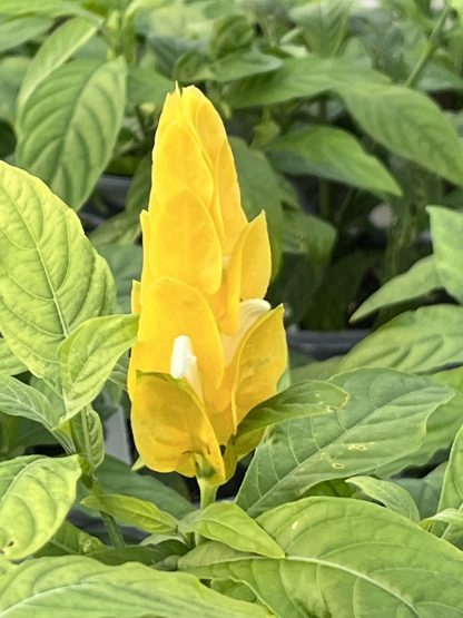 Pachystachys lutea, Golden Shrimp Plant