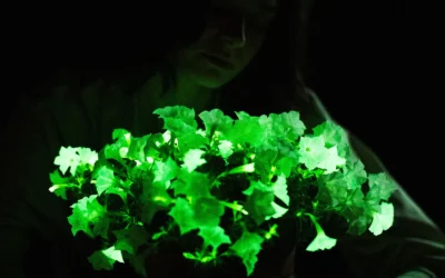 The Glow-in-the-Dark Firefly Petunia