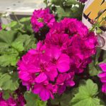 Geranium (Pelargonium), Calliope Cascade Violet