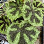 Begonia masoniana 'Iron Cross'