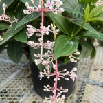 Medinilla myriantha 'Malaysian Orchid'