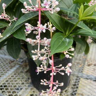 Medinilla myriantha 'Malaysian Orchid'