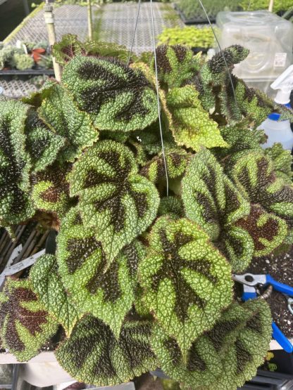 Begonia masoniana 'Iron Cross'