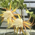 Cactus Selenicereus anthonyanus "Ric-Rac"